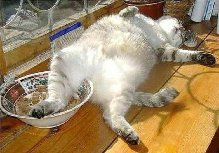 Обожравшийся кот