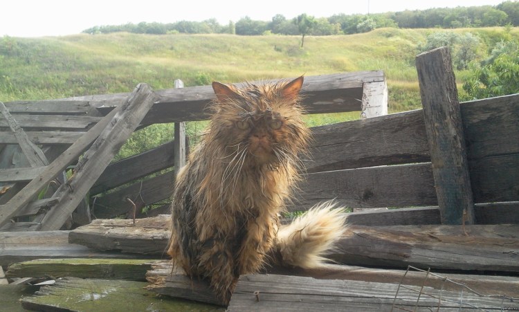 Кот возвращается домой