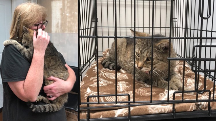 Кот который потерялся в Москве и вёрнулся домой