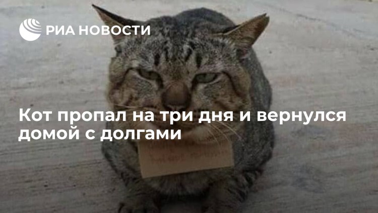 Кот вернулся домой