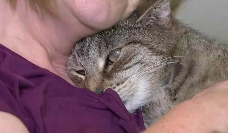 Котики с записками