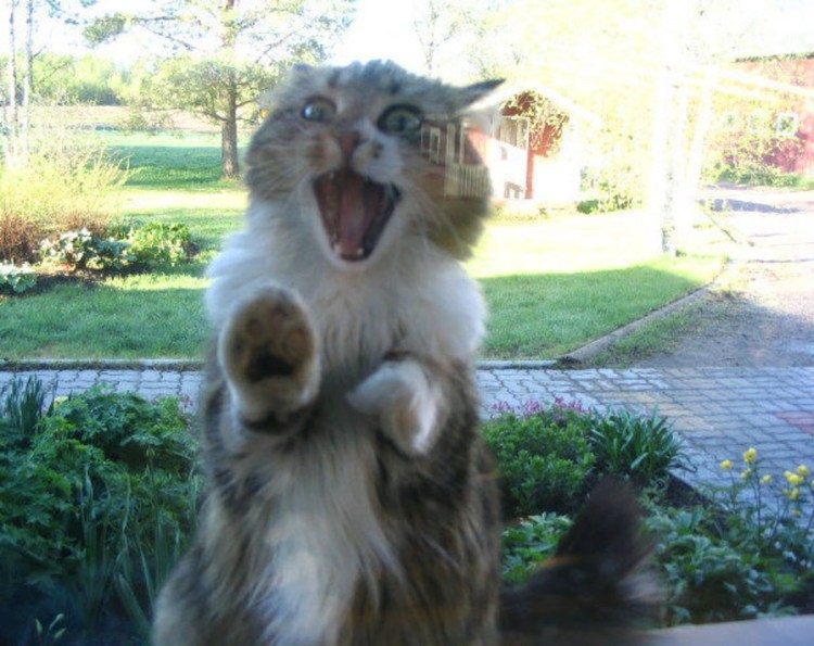 Кошка просится домой