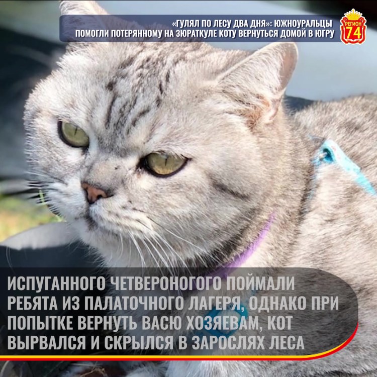 Кот не возвращается домой 2 дня