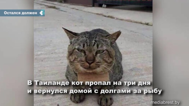 Кот вернулся