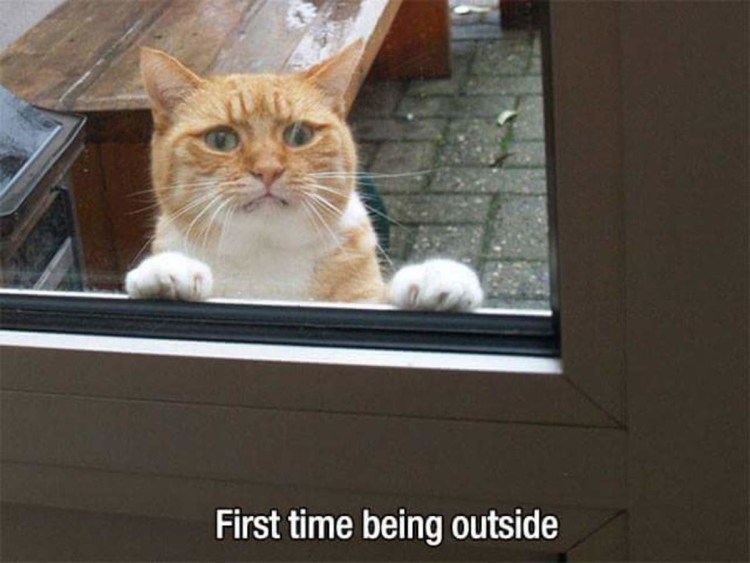 Впустите кота