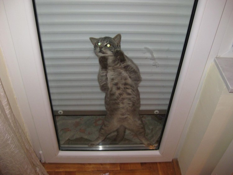 Кошка возвращается домой