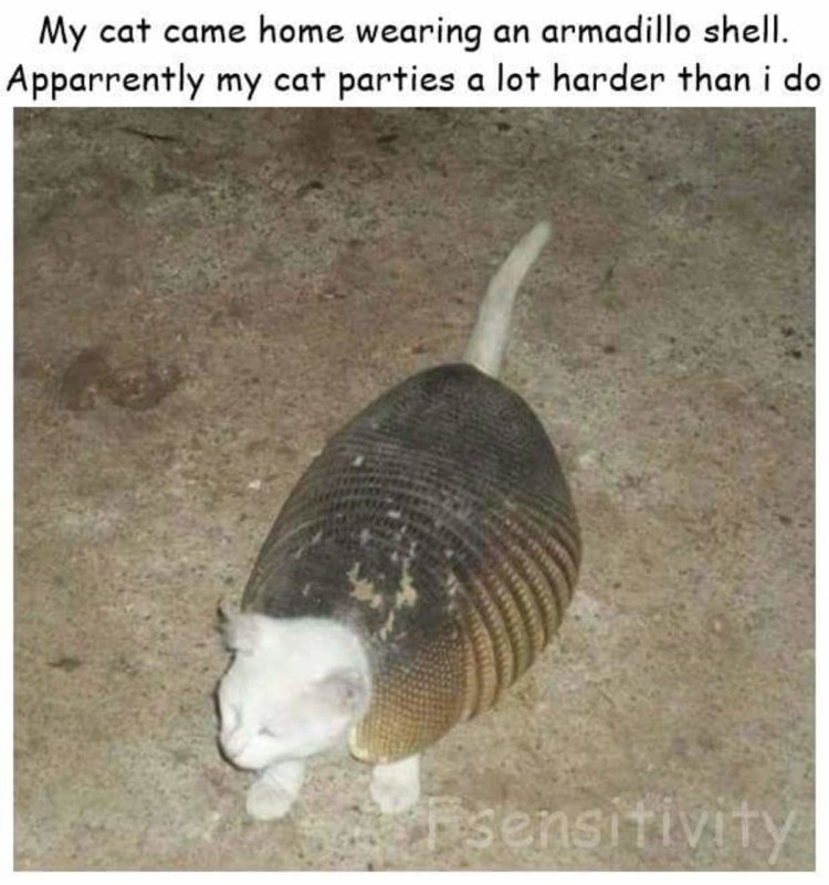 Кот идет по рельсам