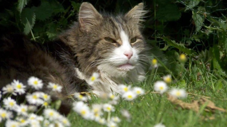 Кот в машине