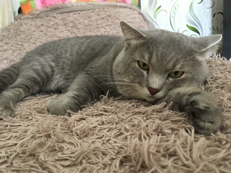 Мурлыка Изобильный