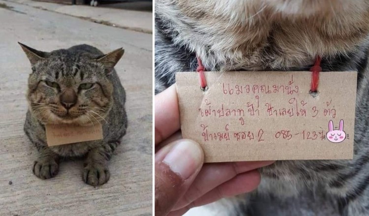 Пропавший кот вернулся домой с запиской