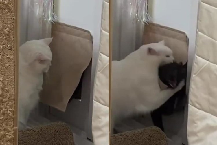 Кот Семен прикол