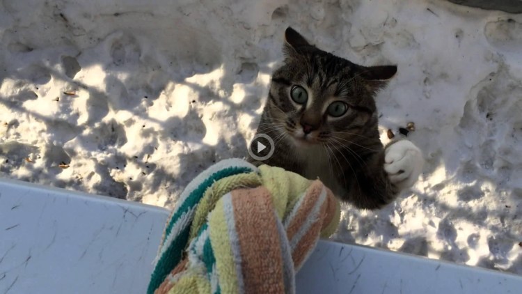 Кот возвращается домой