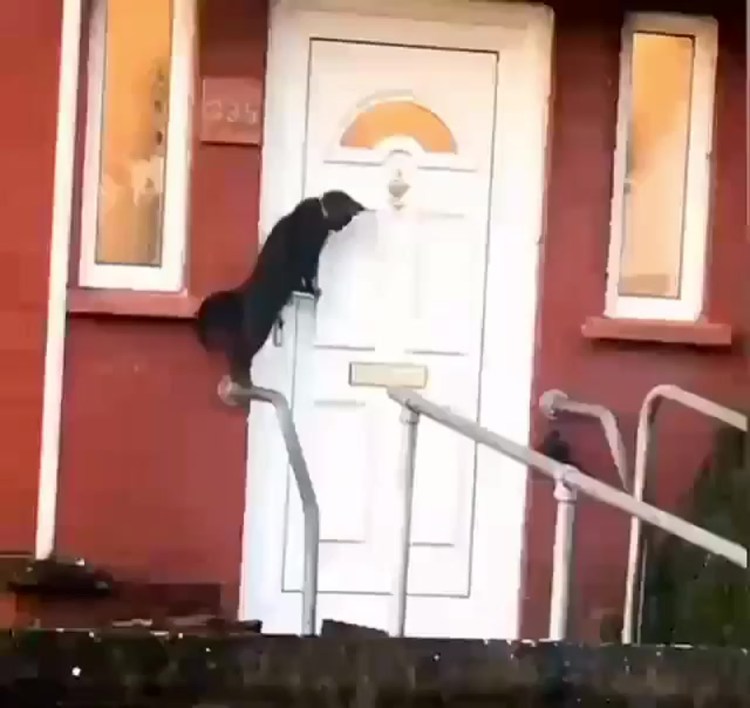 Кот вернулся домой