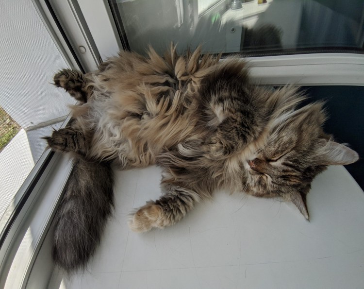 Кот Тома Круза