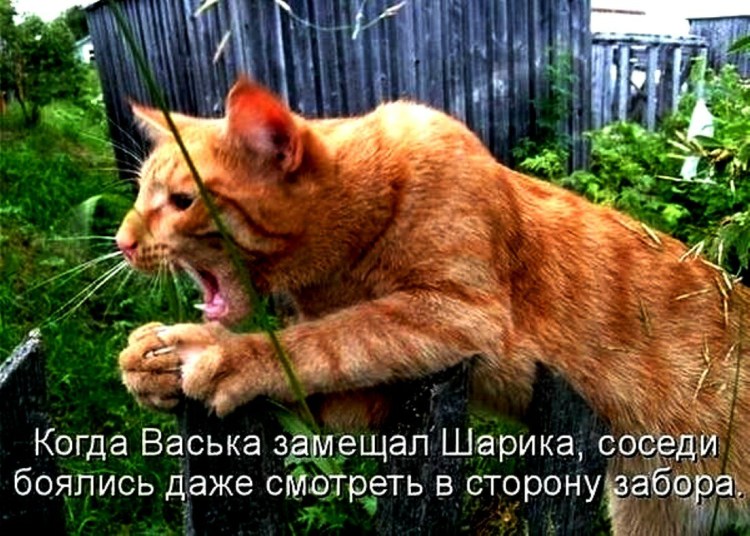 Приколы про кота Ваську