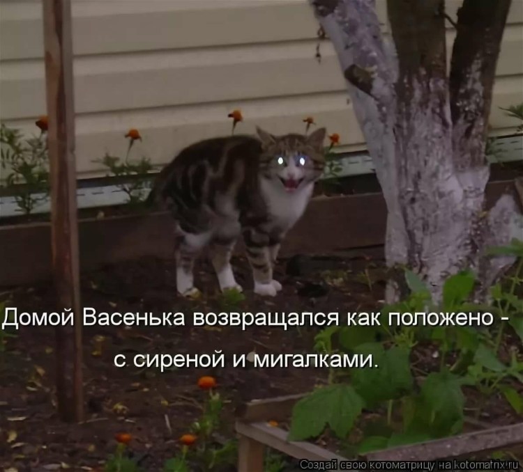 А Васенька вернулся