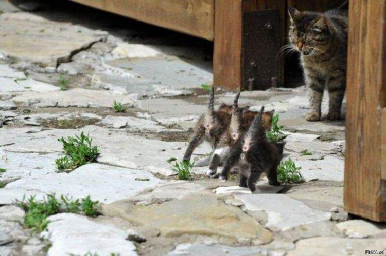 Коты бегают друг за другом