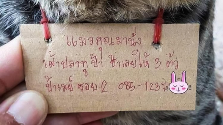 Сайт для пропавших питомцев фото