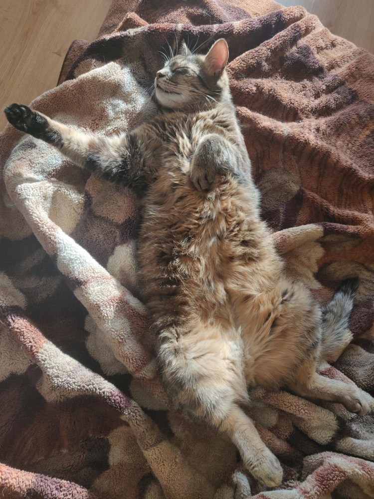 Кот принес еду