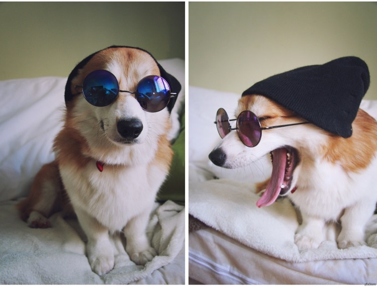 Прикольные корги