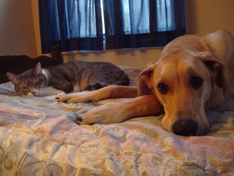 Смешные собаки с подписями