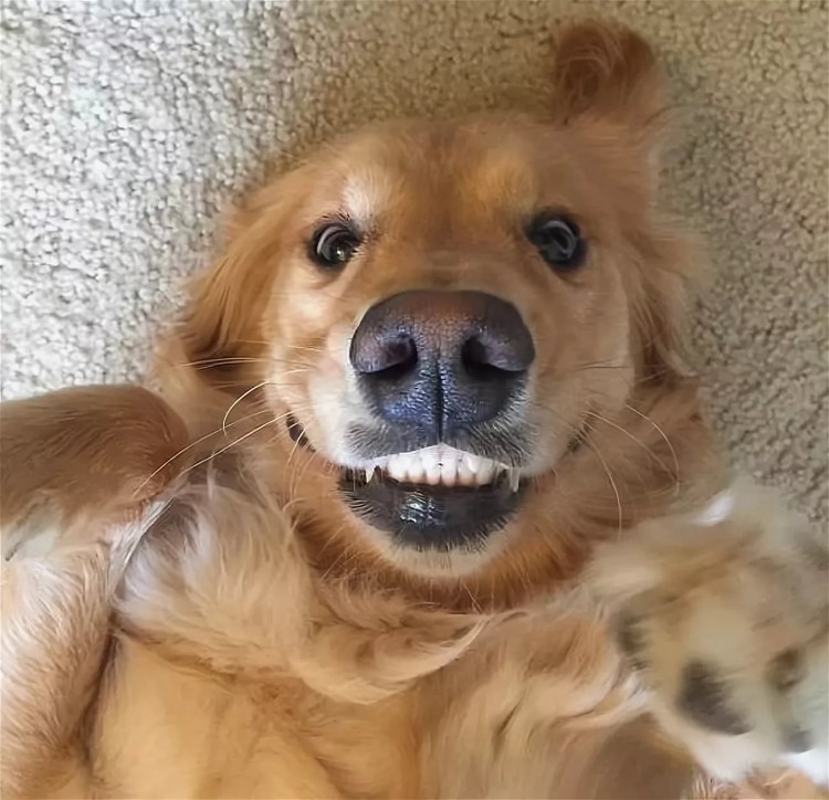 Породы собак с подписями