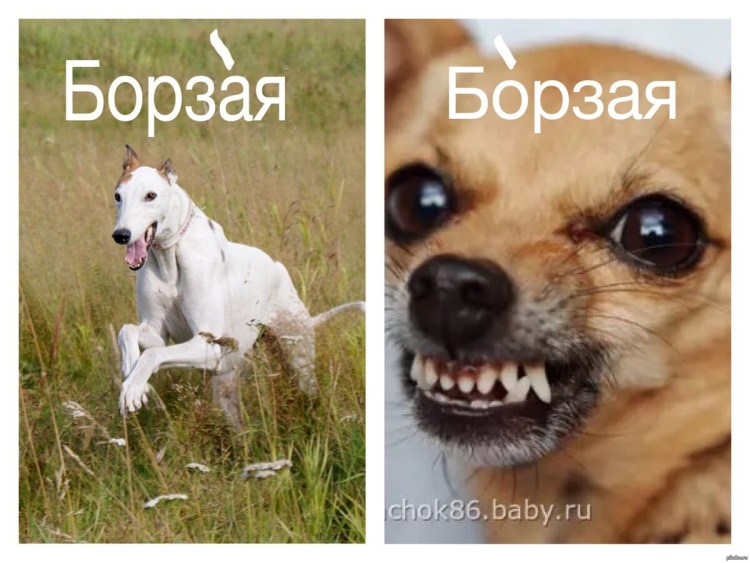Собаки приколы с надписями