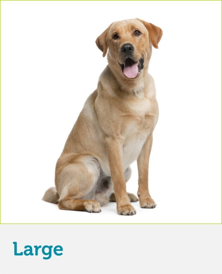 Карточки Домана домашние животные