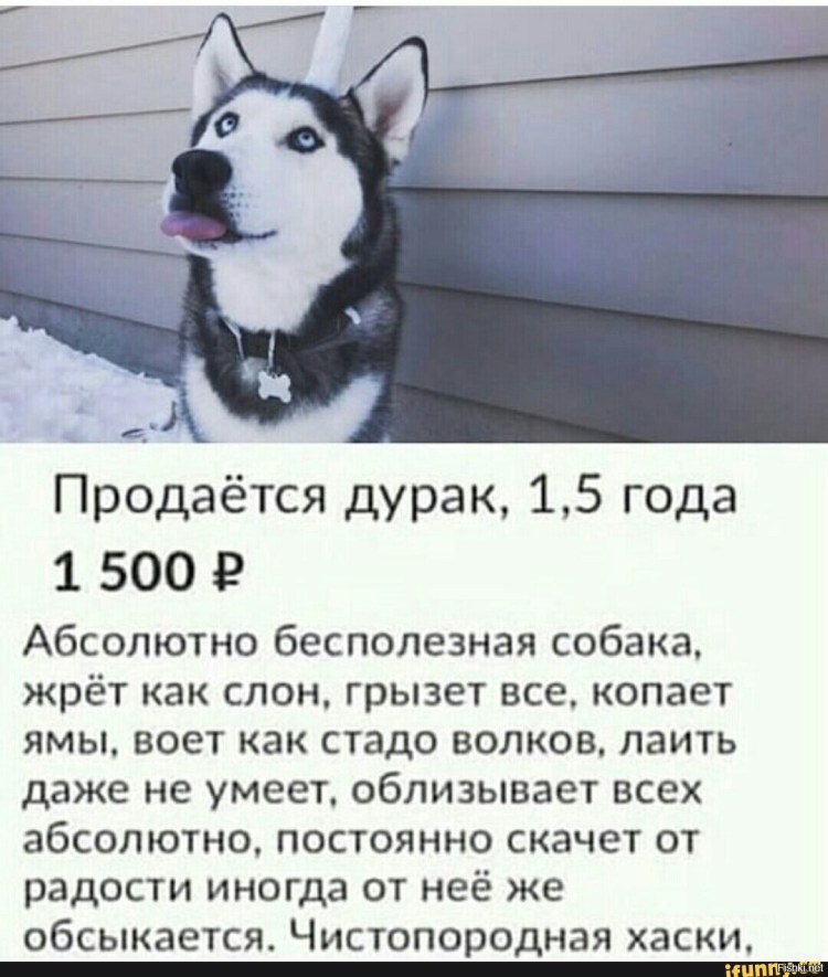 Комиксы про собак