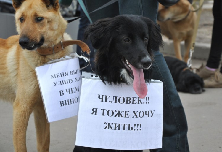 За жестокое обращение с животными