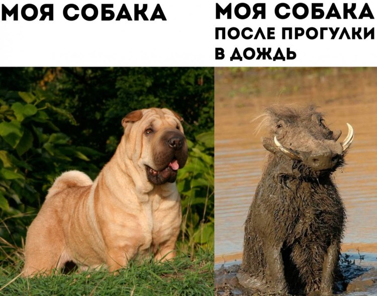 Собаки приколы с надписями