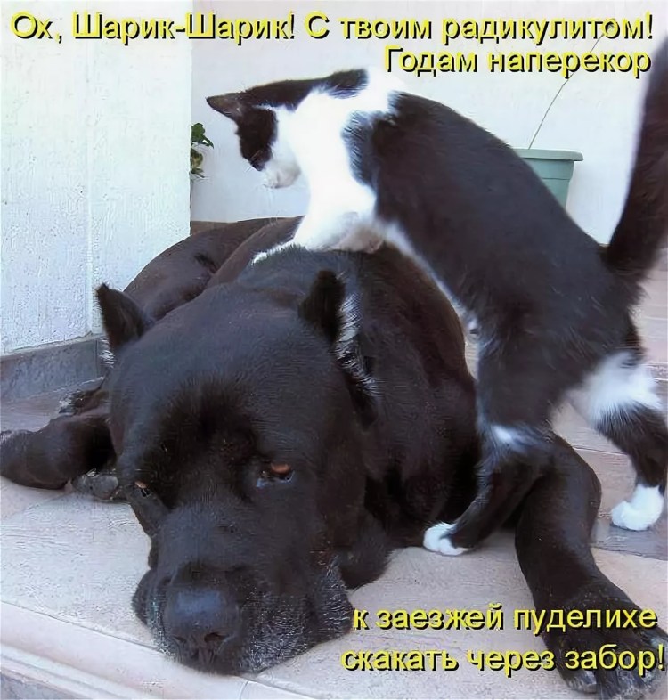 Про животных с надписями