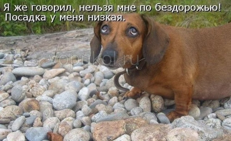 Шутки про собак