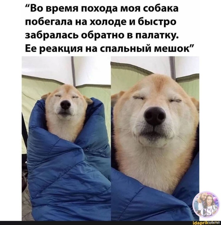 Юмор про собак