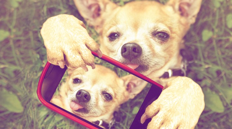 Чихуахуа фоткает