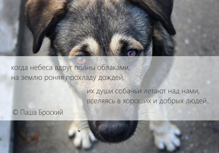 Собака обнюхивает землю