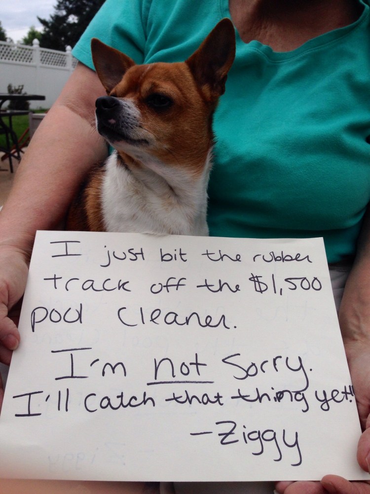 Прости меня собачка