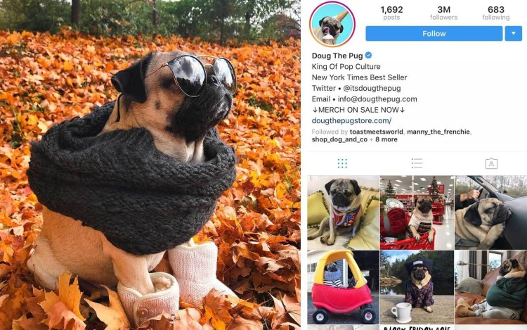 Подпись к собаке в Инстаграм