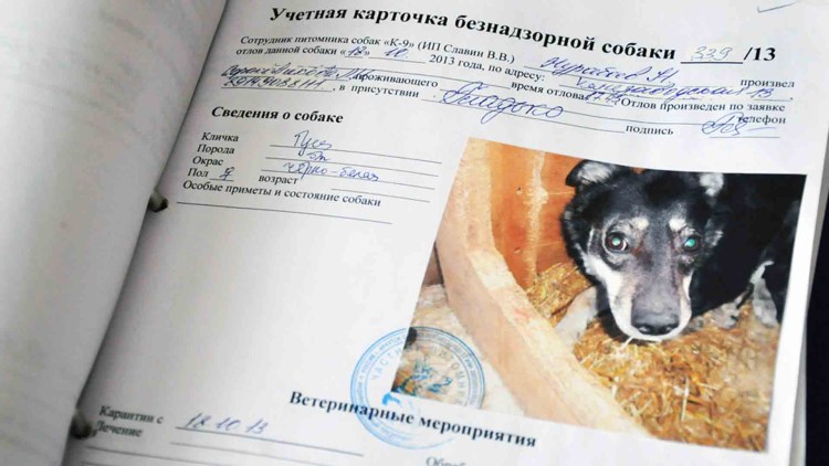 Приют для собак в Иркутске к-9