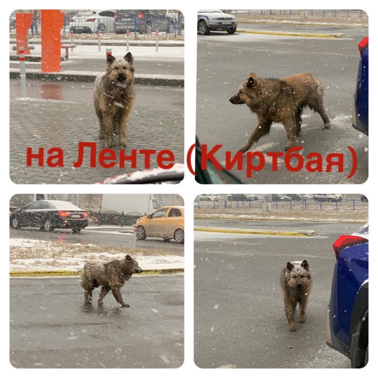 Пикассо такса картина