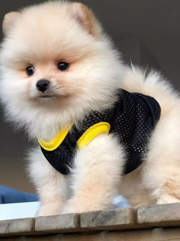 Померанский шпиц Boo