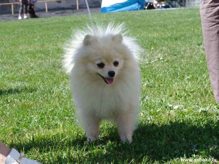 Шницель собака