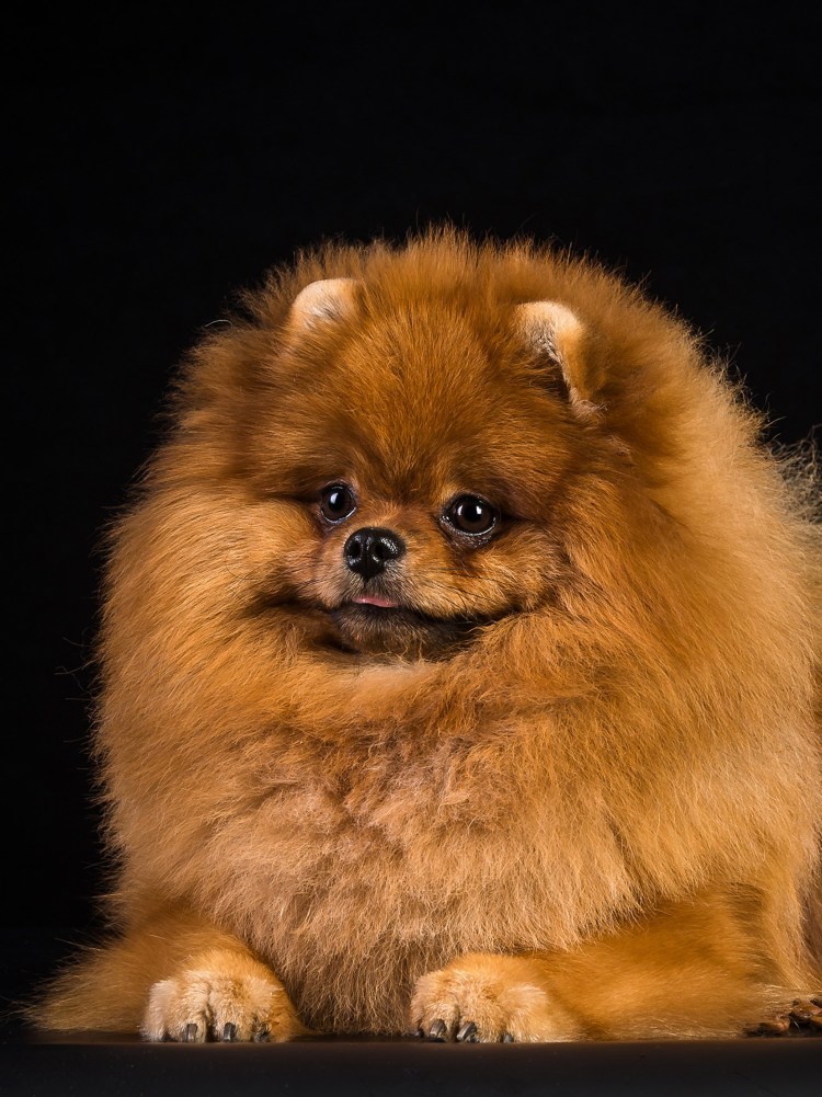 Померанский шпиц