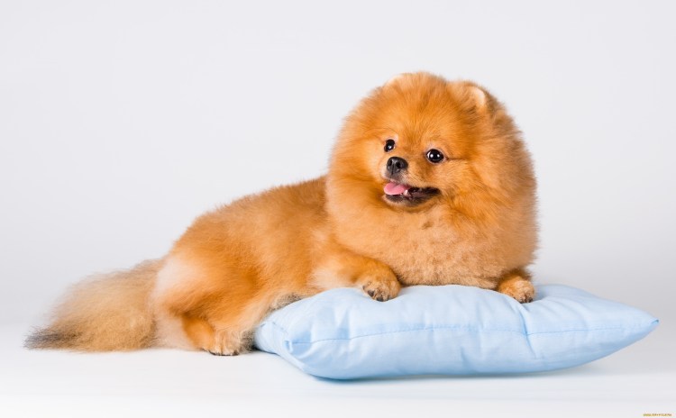 Померанский шпиц породы собак