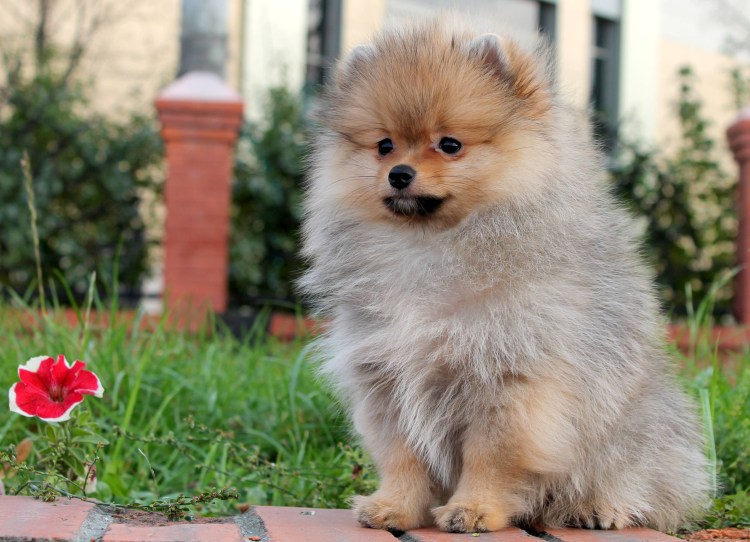 Малый померанский шпиц