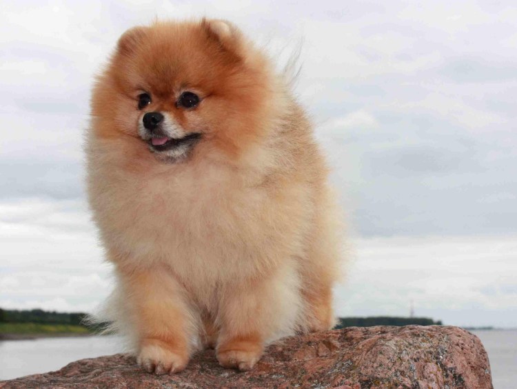 Померанский шпиц породы собак