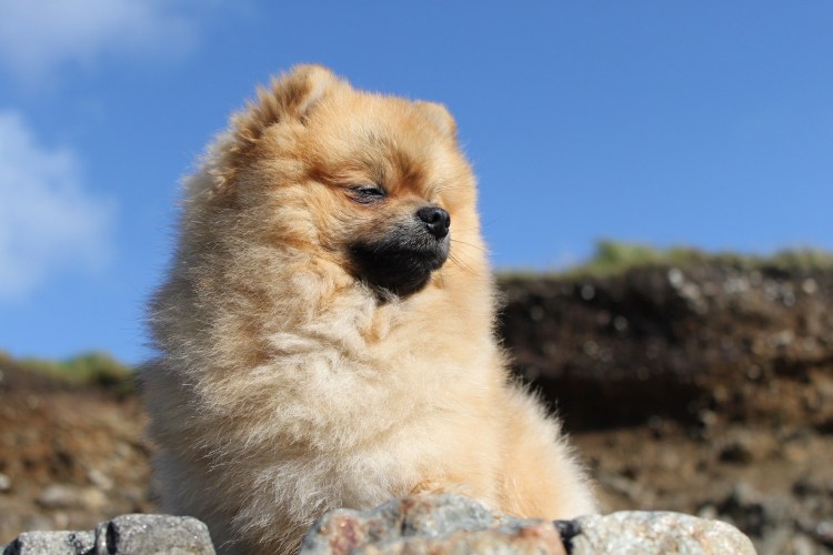 Щенки шницель