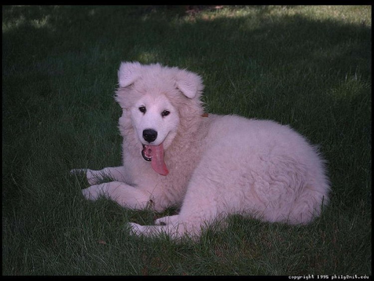 Айди порода собак