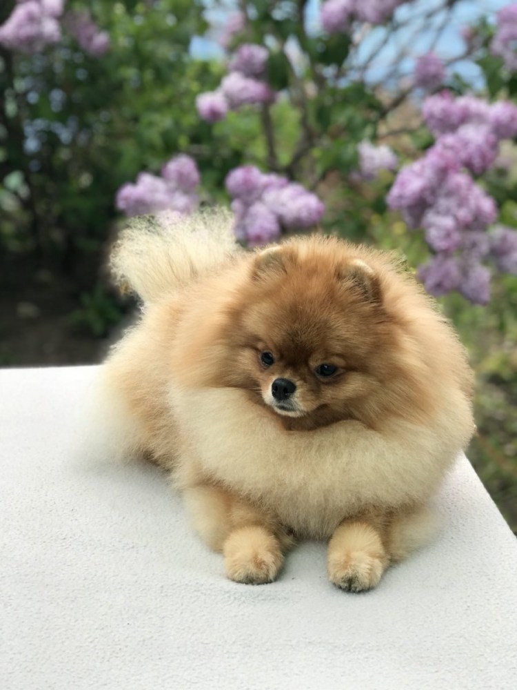 Цвергшпиц и померанский шпиц