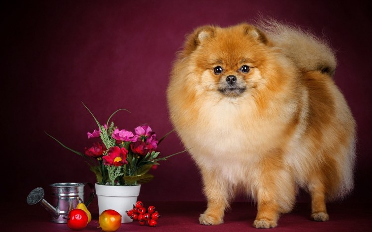 Померанский шпиц стриженный